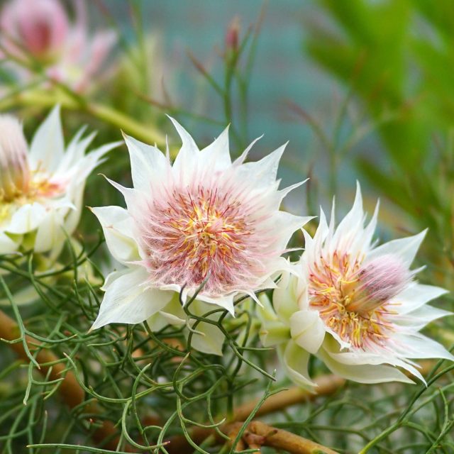 花の定期便hanemeku ハナメク の花材 セルリア のご紹介 Hanameku ハナメク