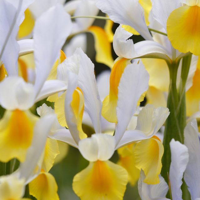 花の定期便hanemeku(ハナメク）の花材「アイリス」の画像