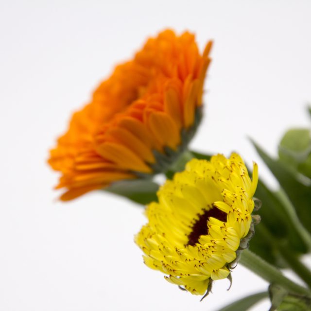 花の定期便hanemeku(ハナメク）の花材「キンセンカ」の画像