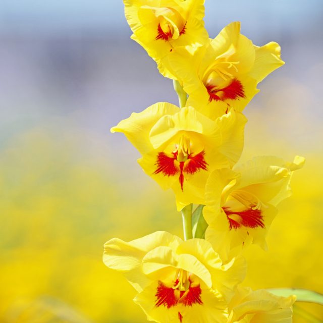 花の定期便hanemeku(ハナメク）の花材「グラジオラス」の画像