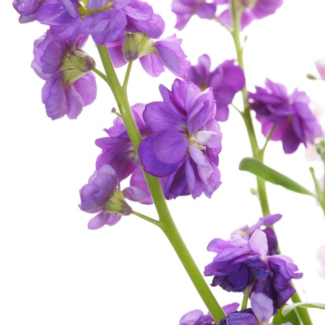 花の定期便hanemeku(ハナメク）の花材「ストック」の画像