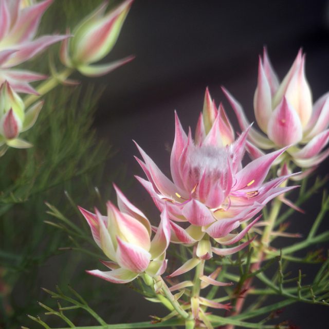 花の定期便hanemeku(ハナメク）の花材「セルリア」の画像