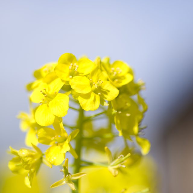 花の定期便hanemeku(ハナメク）の花材「ハナナ」の画像