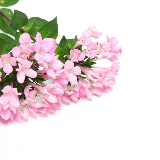 花の定期便hanemeku(ハナメク）の花材「ブバルディア」の画像
