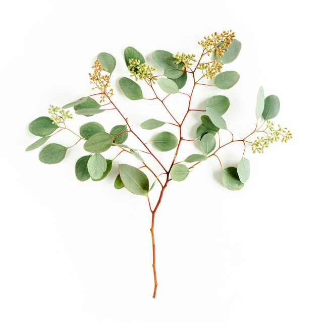 花の定期便hanemeku(ハナメク）の花材「ユーカリ」の画像