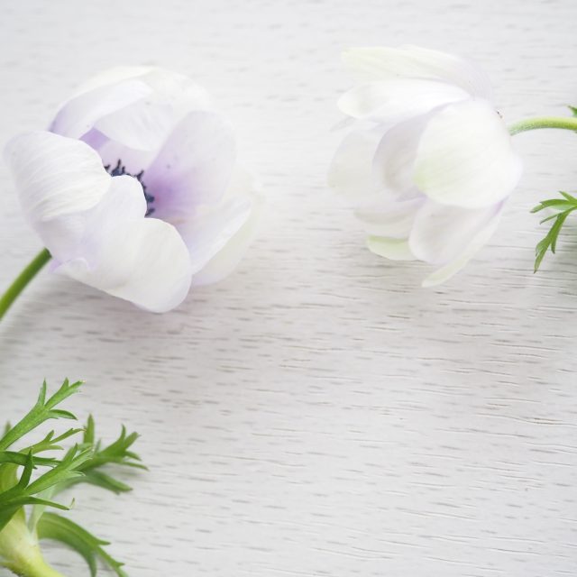 花の定期便hanemeku(ハナメク）の花材「アネモネ」の画像