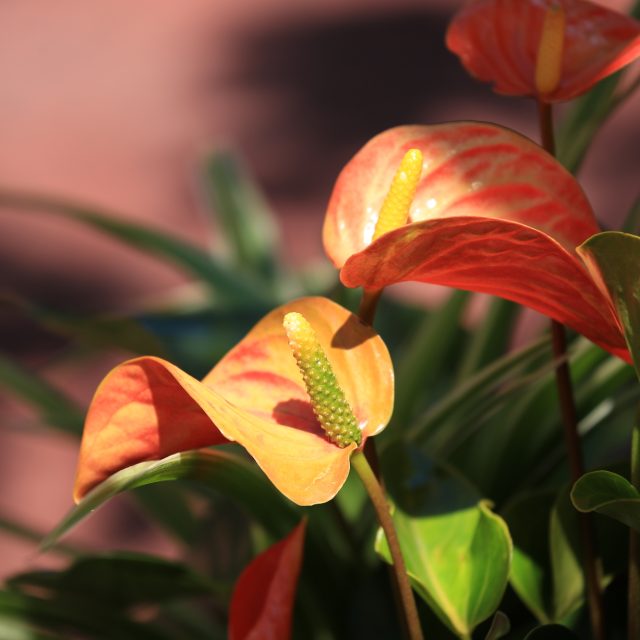 花の定期便hanemeku(ハナメク）の花材「アンスリウム」の画像