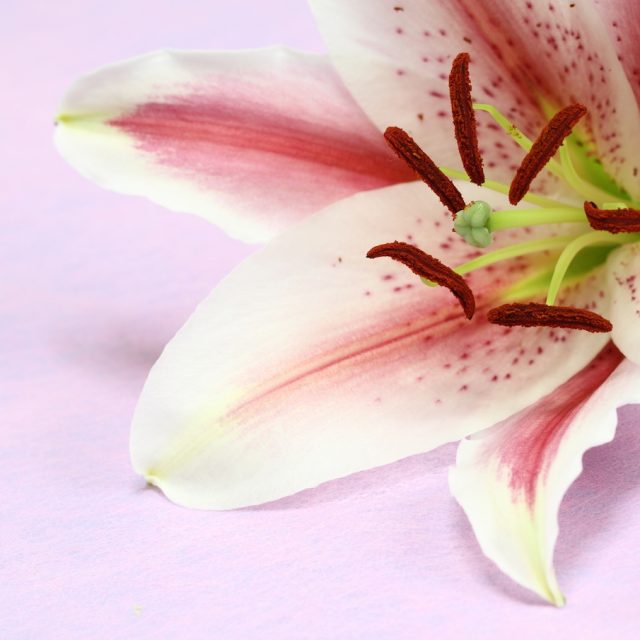 花の定期便hanemeku(ハナメク）の花材「オリエンタル系ユリ」の画像