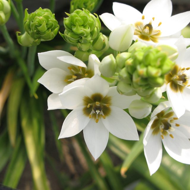 花の定期便hanemeku(ハナメク）の花材「オーニソガラム」の画像