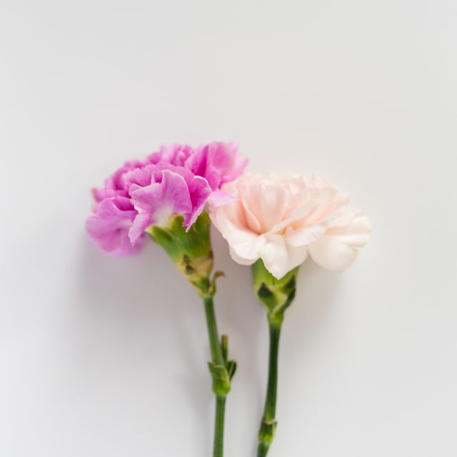 花の定期便hanemeku(ハナメク）の花材「カーネーション」の画像