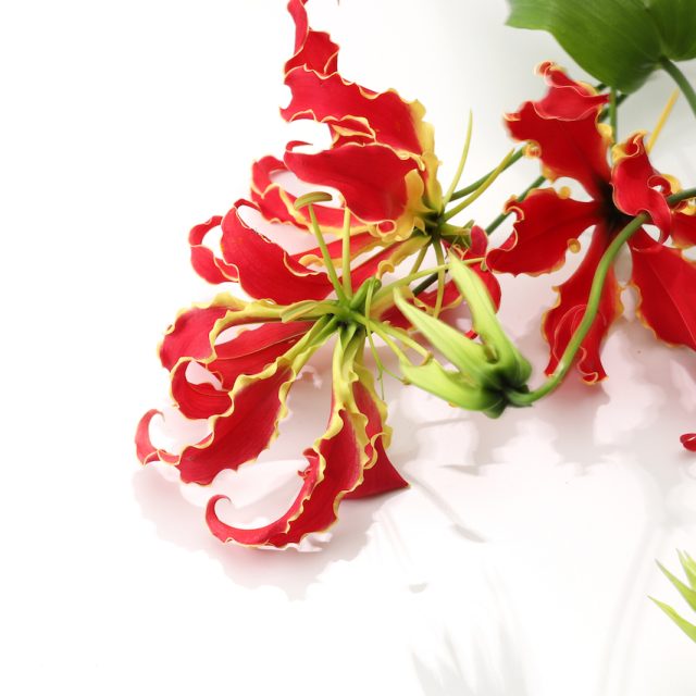 花の定期便hanemeku(ハナメク）の花材「グロリオサ」の画像