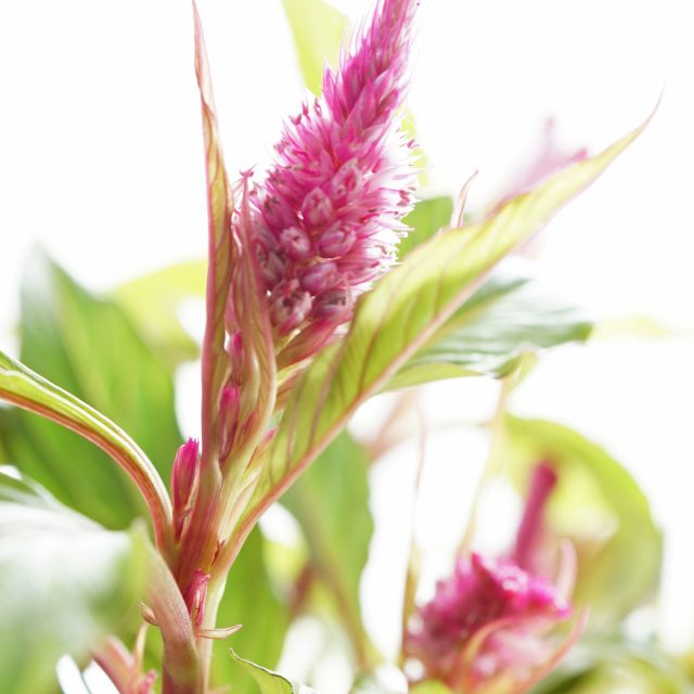 花の定期便hanemeku(ハナメク）の花材「ケイトウ」の画像