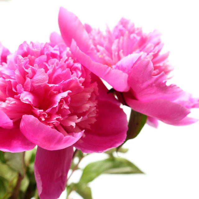 花の定期便hanemeku(ハナメク）の花材「シャクヤク」の画像