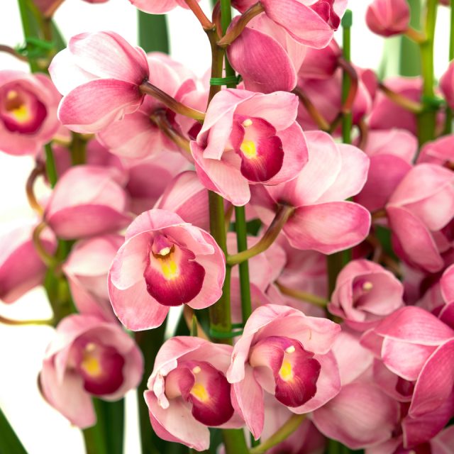 花の定期便hanemeku(ハナメク）の花材「シンビジウム」の画像