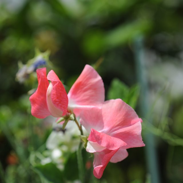 花の定期便hanemeku(ハナメク）の花材「スイートピー」の画像
