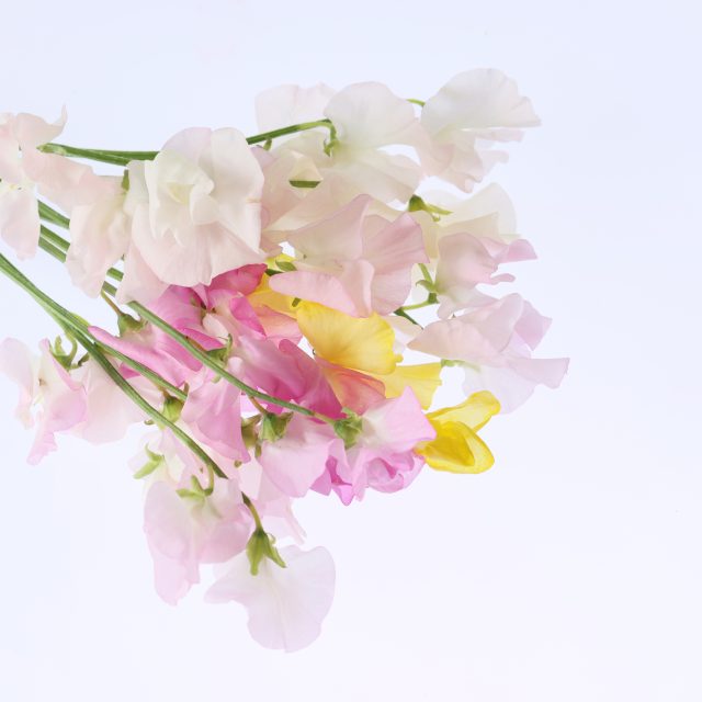 花の定期便hanemeku(ハナメク）の花材「スイートピー」の画像