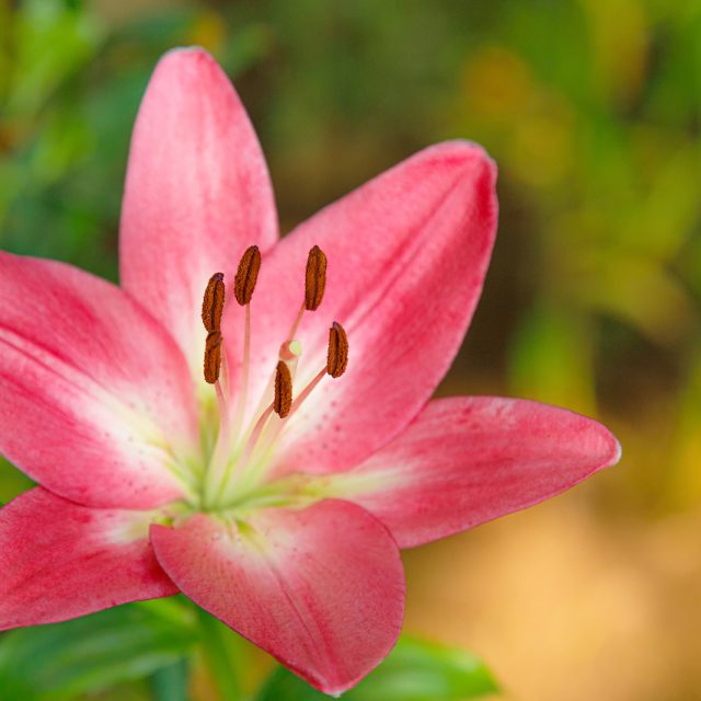 花の定期便hanemeku(ハナメク）の花材「スカシユリ」の画像