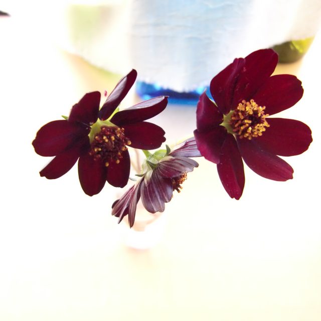 花の定期便hanemeku(ハナメク）の花材「チョコレートコスモス」の画像