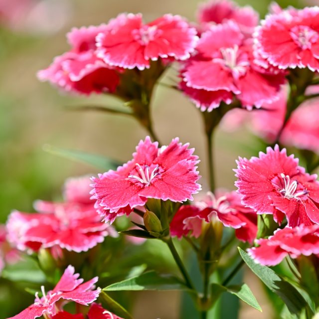 花の定期便hanemeku(ハナメク）の花材「ナデシコ」の画像