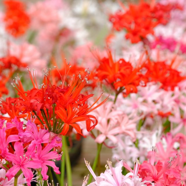 花の定期便hanemeku(ハナメク）の花材「ネリネ」の画像