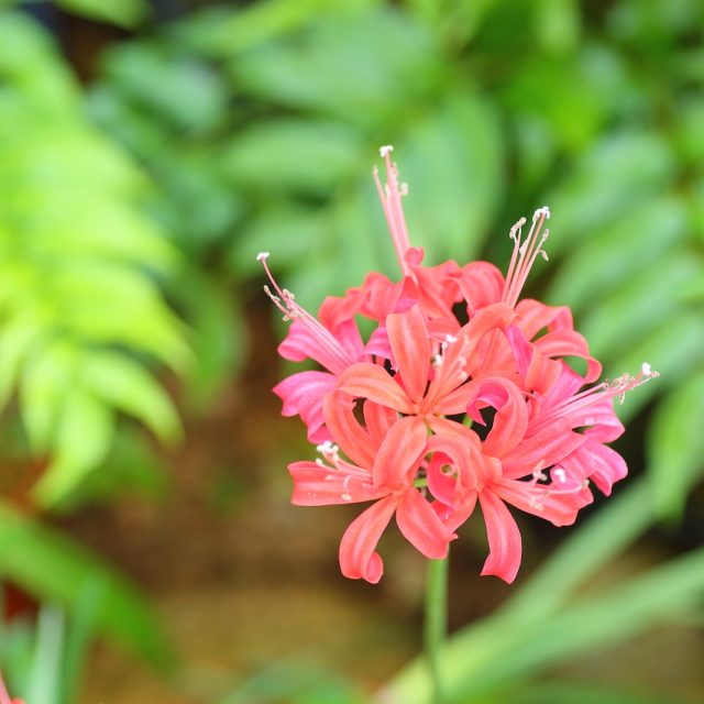 花の定期便hanemeku(ハナメク）の花材「ネリネ」の画像