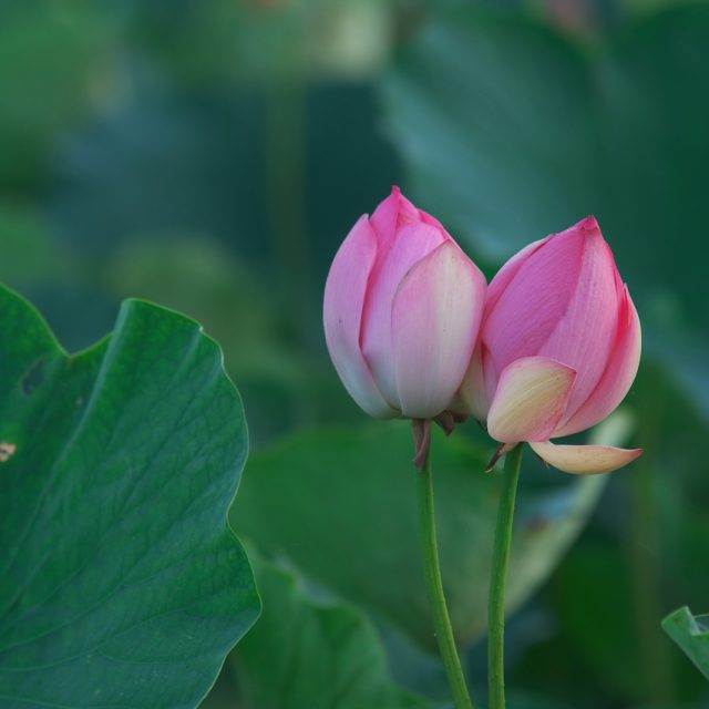 花の定期便hanemeku(ハナメク）の花材「ハス」の画像