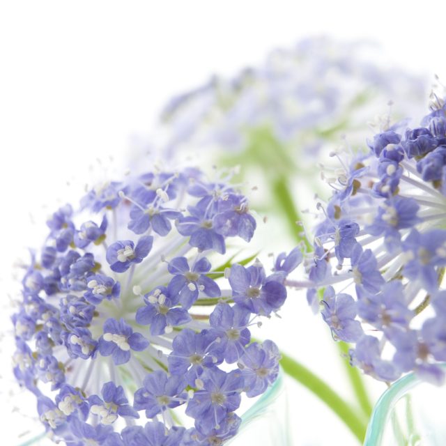 花の定期便hanemeku(ハナメク）の花材「ブルーレースフラワー」の画像