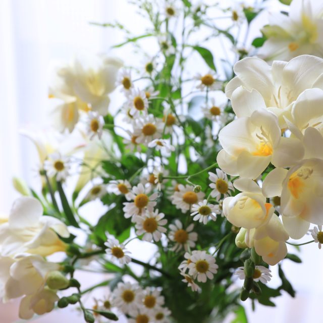 花の定期便hanemeku(ハナメク）の花材「フリージア」の画像
