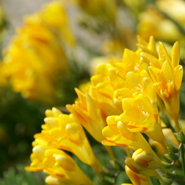 花の定期便hanemeku(ハナメク）の花材「フリージア」の画像
