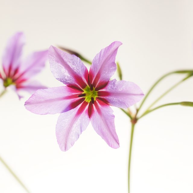 花の定期便hanemeku(ハナメク）の花材「リューココリネ」の画像
