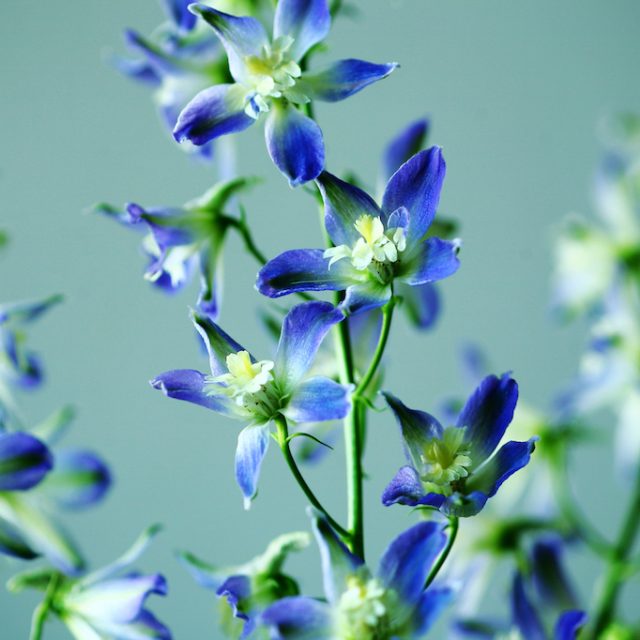 花の定期便hanemeku(ハナメク）の花材「リューココリネ」の画像
