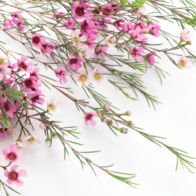 花の定期便hanemeku(ハナメク）の花材「ワックスフラワー」の画像