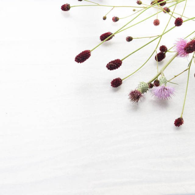 花の定期便hanemeku(ハナメク）の花材「ワレモコウ」の画像