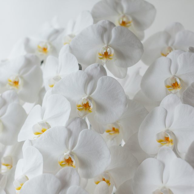 花の定期便hanemeku(ハナメク）の花材「胡蝶蘭」の画像