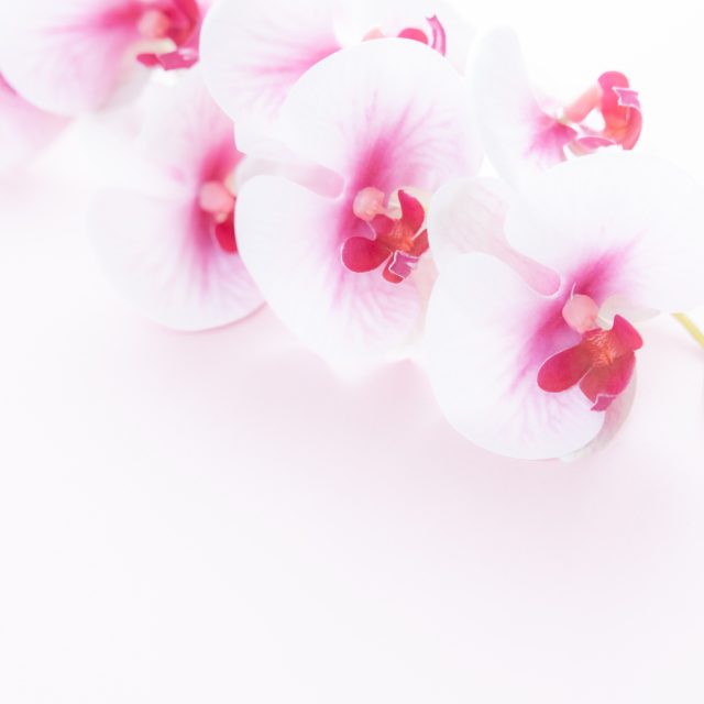 花の定期便hanemeku(ハナメク）の花材「胡蝶蘭」の画像