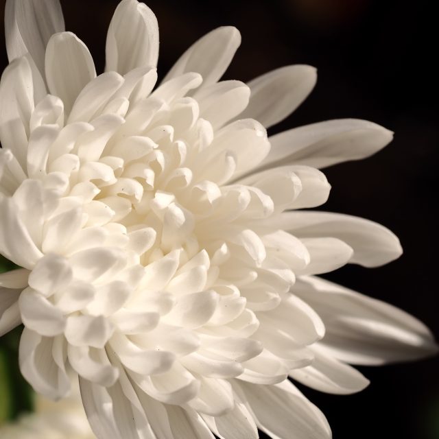花の定期便hanemeku(ハナメク）の花材「輪ギク」の画像